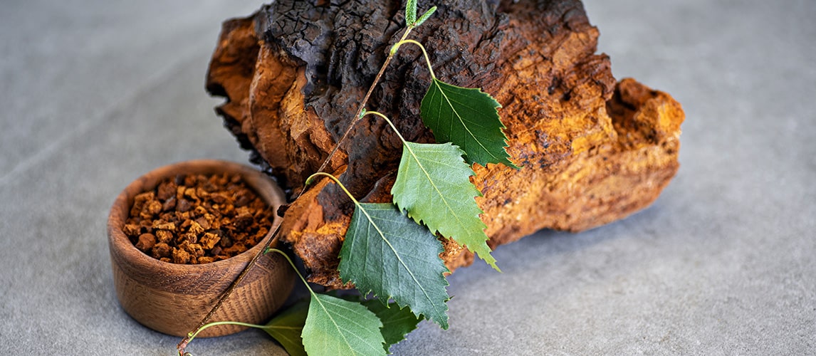 Čaga, Cordyceps a Reishi – čo majú tieto zvláštne slová spoločné?